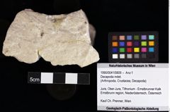 Foto (Objket + Etiketten) von Decapoda indet. 